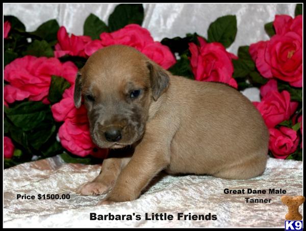Puppies in Scottsville